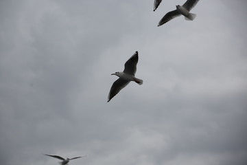 seagull flying in the sky