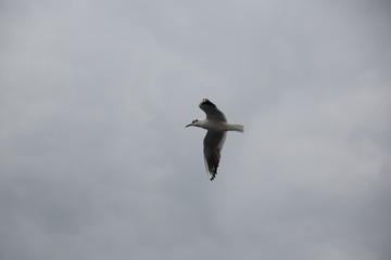 seagull flying in the sky