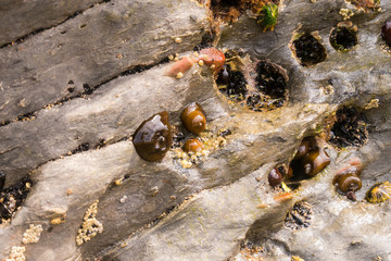 Detailaufnahme am Playa la concha - Santander
