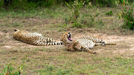Wild african Cheetahs in Masai Mara National Park