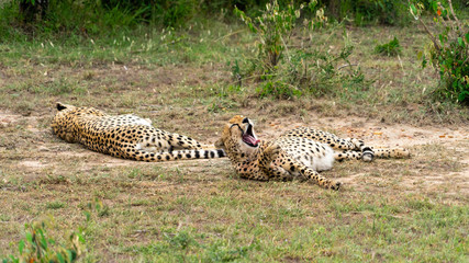Wild african Cheetahs in Masai Mara National Park