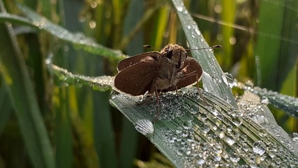 Obraz premium butterfly on tree