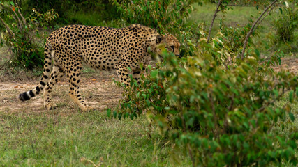Wild african Cheetahs in Masai Mara National Park