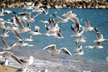 Obraz premium Seaguls beach