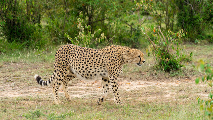 Wild african Cheetahs in Masai Mara National Park