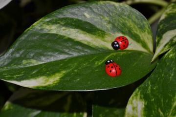 ladybugs on a leaf