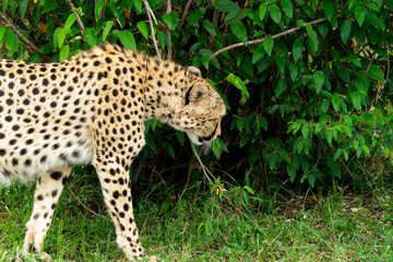 Wild african Cheetahs in Masai Mara National Park