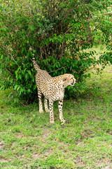 Wild african Cheetahs in Masai Mara National Park