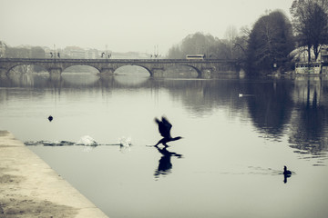 Cormorano sul fiume P&ograve;