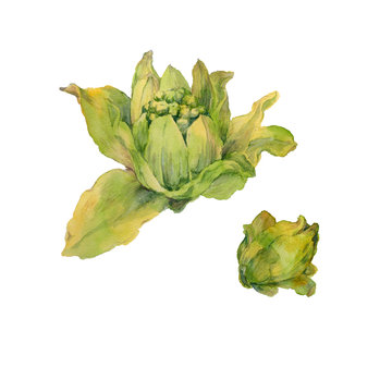 1 199 Best フキノトウ Images Stock Photos Vectors Adobe Stock