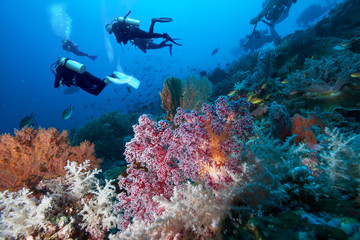 Group of divers explore beautiful coral reef..