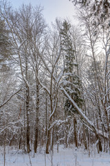 Beauty of nature in winter