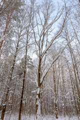 Beauty of nature in winter