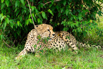 Wild african Cheetahs in Masai Mara National Park