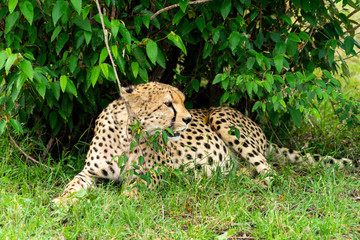 Wild african Cheetahs in Masai Mara National Park