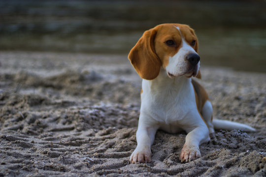 Beagle liegt am Sandstrand