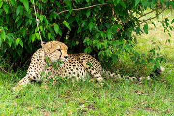 Wild african Cheetahs in Masai Mara National Park