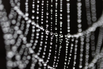 Water drops on spider web