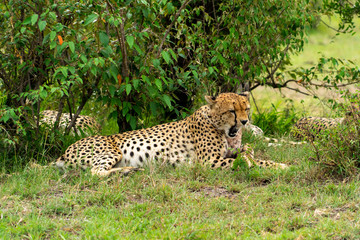 Wild african Cheetahs in Masai Mara National Park