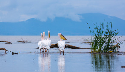 WHITE PELICAN, Chamo lake, Naciones, Etiopia, Africa