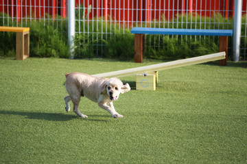 Happy puppies in a private playground