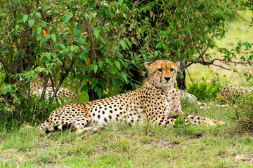 Wild african Cheetahs in Masai Mara National Park