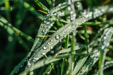 dew on the grass