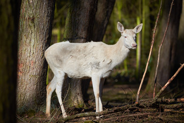 White Red Deer in the Forest (Cervus elaphus)