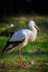 White Stork Closeup ( Ciconia ciconia )