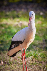 White Stork Closeup ( Ciconia ciconia )