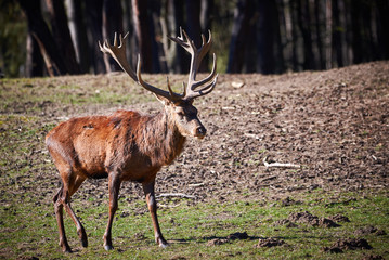 Red Deer Male Near Forest (Cervus elaphus)