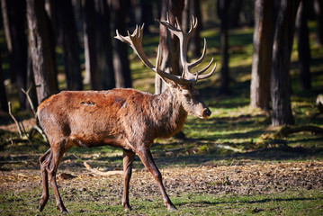 Red Deer Male Near Forest (Cervus elaphus)