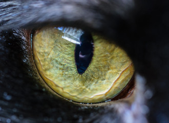 closeup of an cat eye
