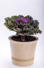 Ornamental Purple Kale or cabbage on white background