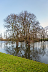 Fototapeta na wymiar Two willow trees in the water