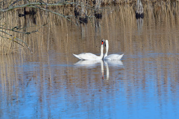 Höckerschwäne während der Balz