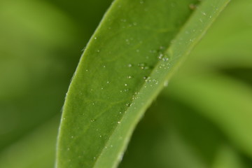 green leaf with water drops