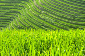 Close-up of green rice plants growing in the fields of the Longsheng Rice Terraces, Guangxi Province, China