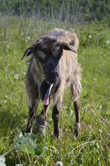 Obraz premium goat grazes in the meadow