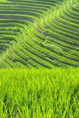 Green rice plants growing in the fields of the Longsheng Rice Terraces, Guangxi Province, China