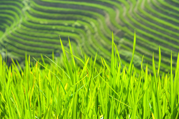 Green rice shoots growing at the Longsheng Rice Terraces, Guangxi Province, China