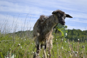goat grazes in the meadow