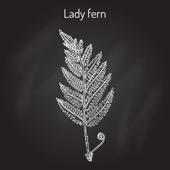 Common lady-fern athyrium filix-femina , medicinal plant