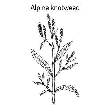 Alpine knotweed aconogonon alpinum , medicinal plant