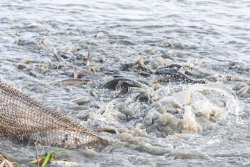 Several fishermen pull in his nets full of fish during the winter period
