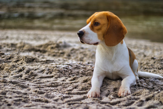 Beagle liegt am Sandstrand
