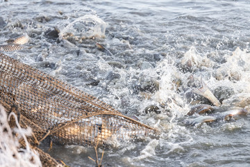 Several fishermen pull in his nets full of fish during the winter period