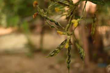 Green Pigeon Peas with Yellow flower Blurred Background Selectively focused