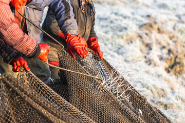 Several fishermen pull in his nets full of fish during the winter period