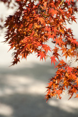 Red and orange leaves of the Japanese maple tree. Autumn at Ninna-Ji Temple, Kyoto, Japan